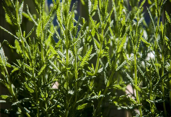 Maravilloso Verdor Plantas Primavera — Foto de Stock