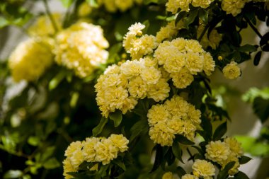 demet şube üzerinde bir ladybanks sarı güller