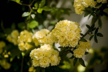 demet şube üzerinde bir ladybanks sarı güller