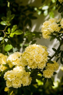 demet şube üzerinde bir ladybanks sarı güller