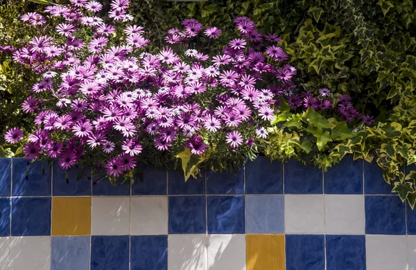 Margaritas Jardín Azulejos Decorativos Aire Libre — Foto de Stock