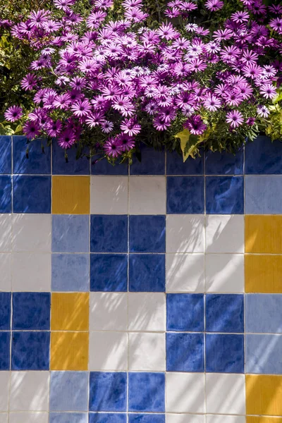 Margeriten Garten Und Dekorative Fliesen Freien — Stockfoto