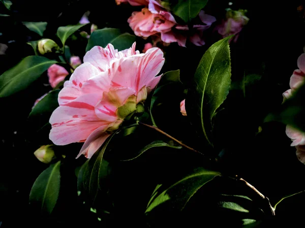 Roze Rhododendron Tuin — Stockfoto