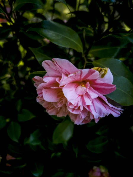 Pink Rhododendron Garden — Stock Photo, Image