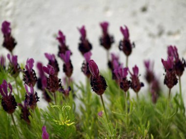 Çayırdaki yabani lavanta çiçekleri