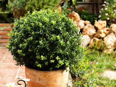 bahçenin bir köşesinde boxwood ile pot