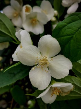 Philadelphus coronarius , tatlı mock-orange, İngiliz kızılcık, dal çiçekler