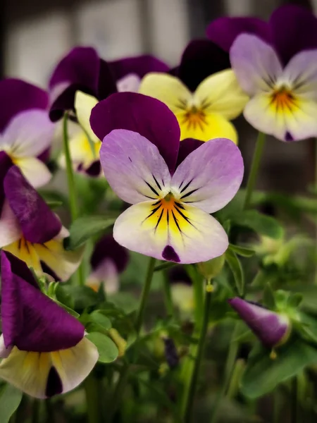 bahçede renkli pansy çiçekler yakın çekim
