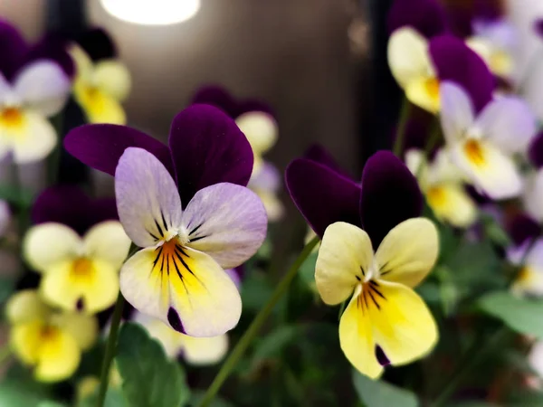Fleurs Pansy Colorées Close Dans Jardin — Photo