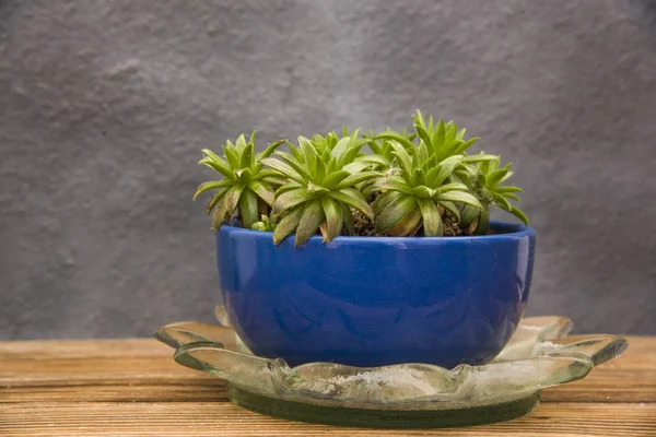 Planta Suculenta Vaso Barro — Fotografia de Stock