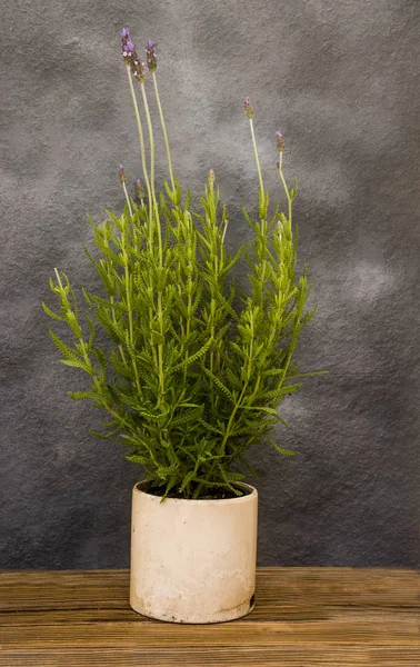 Altura Lavanda Planta Vaso Barro — Fotografia de Stock