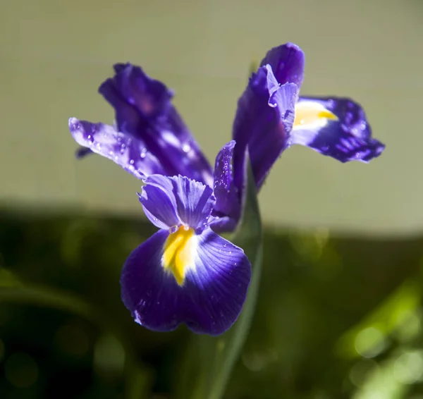 Iris Bleu Wiyh Gouttes Jardin — Photo
