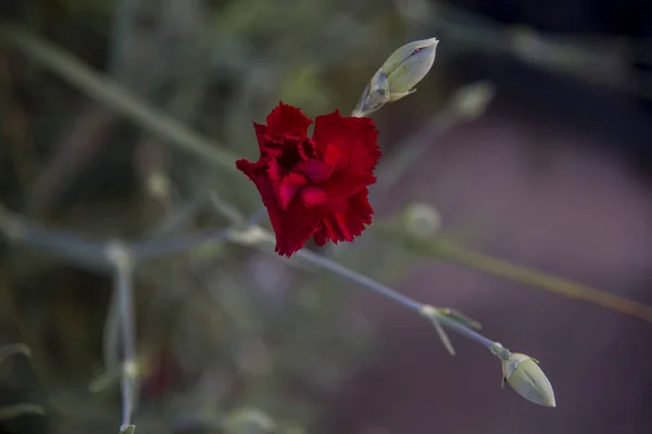 庭で赤いカーネーションプロジェクト — ストック写真