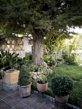 bahçede karanlık bir köşe bir sprin gün