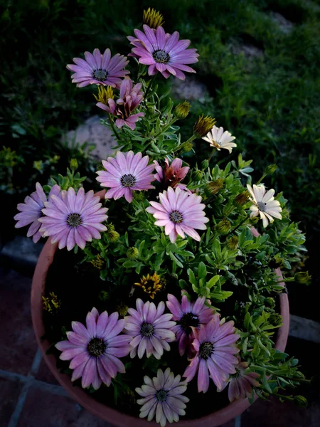 Schöne Blasse Gänseblümchen Gartentopf — Stockfoto