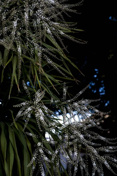 Stelletje Witte Bloemen Opknoping Palm — Stockfoto