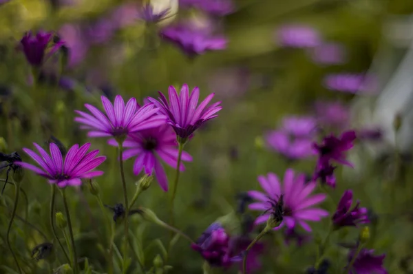 Gänseblümchen Garten — Stockfoto