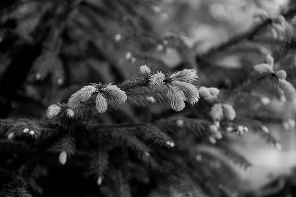 Fir Tree Blossoms — Stock Photo, Image