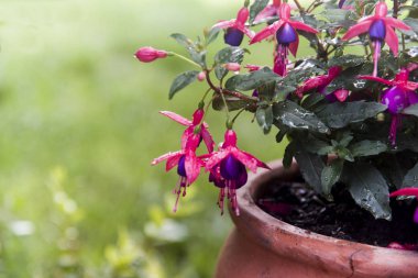 bahçede pot üzerinde mor fucsia