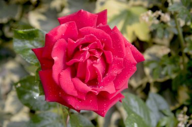 yeşillik üzerinde bahçede kırmızı gül