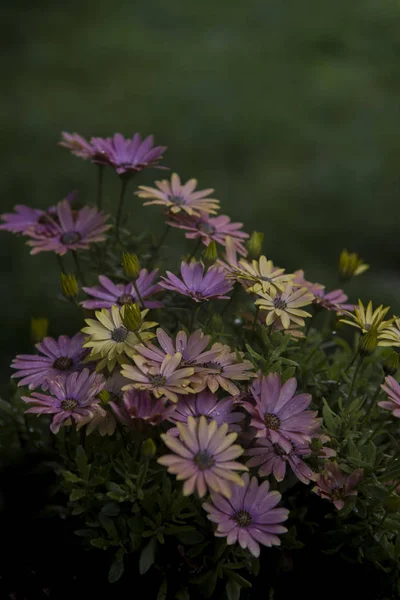 Elegante Hübsche Und Blasse Gänseblümchen Garten Auf Abstraktem Hintergrund — Stockfoto