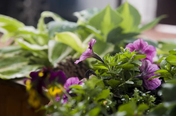 Petunia Púrpura Maceta Rincón Del Jardín — Foto de Stock