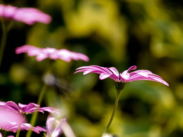 elegant purple daisies at garden on blurry background