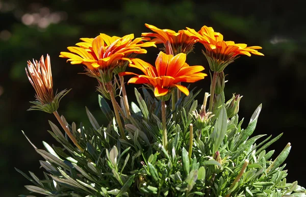 blacj arka plan üzerinde gazania çiçek demet