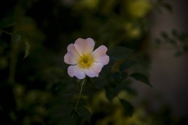 bahçede şafakta izole kuşburnu çiçeği