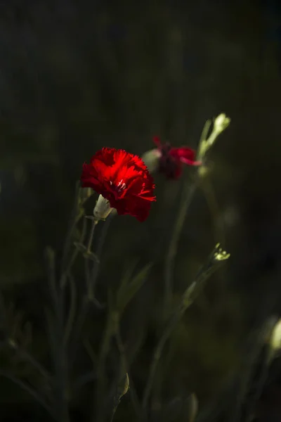 Kırmızı Karanfil Üzerinde Şafakta Ilk Güneş Işını — Stok fotoğraf