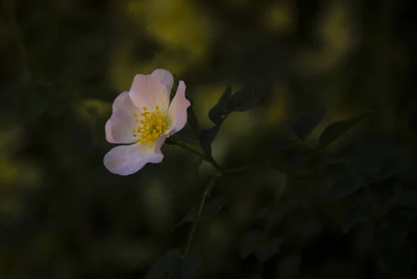 isolated rosehip flower at dawn in the garden