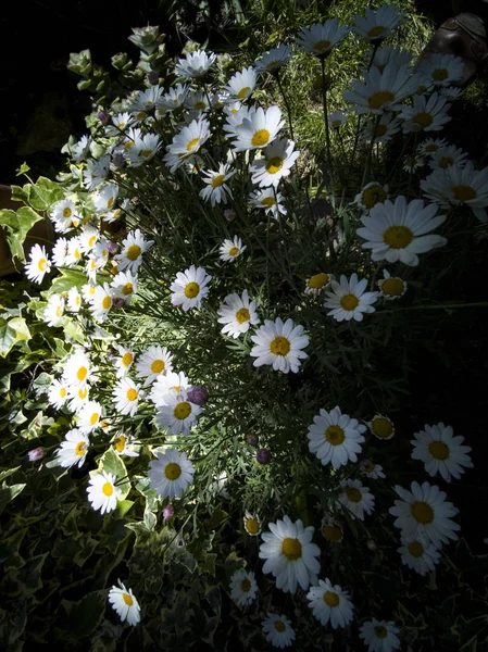 bunch of white daisies hanging at dawn