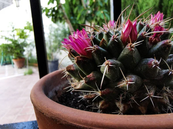 Pequeño Cactus Con Flores Rosadas Maceta — Foto de Stock