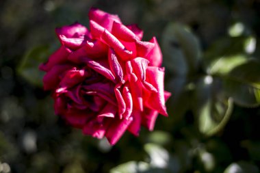 bahçede solan kırmızı gül