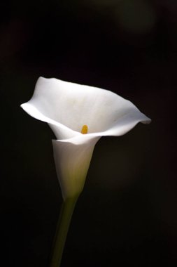 koyu bahçede zambak callas