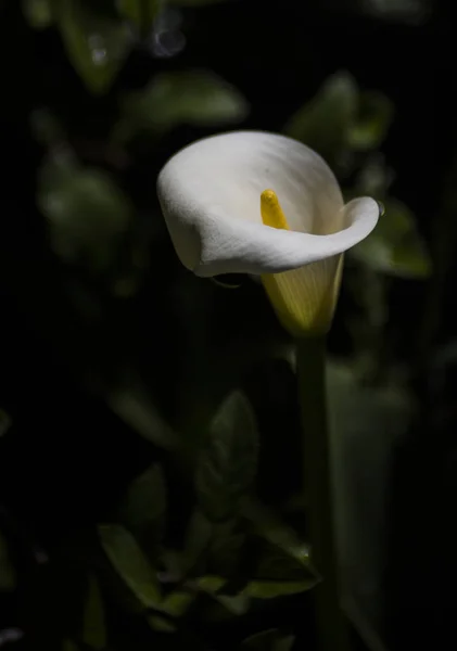 Lirio Callas Oscuro Jardín —  Fotos de Stock