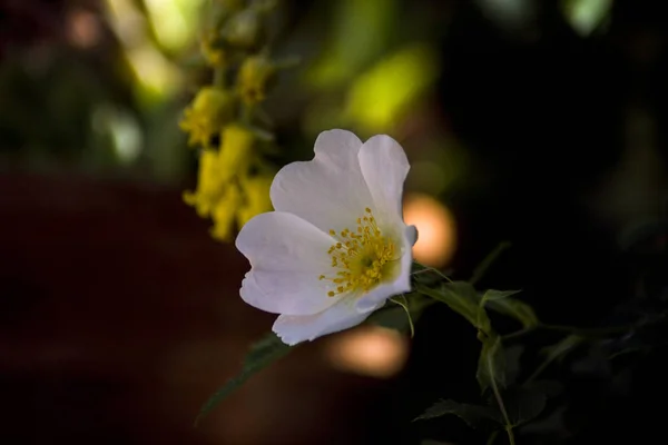 Fiore Rosa Canina Bianco Selvatico Giardino — Foto Stock