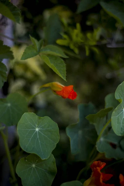 Flores Capuchina Frondoso Jardín —  Fotos de Stock