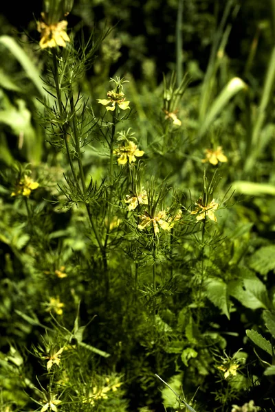 Greenery Yellow Wild Flowers — Stock Photo, Image