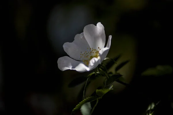 Wild White Rosehip Flower Garden — 스톡 사진