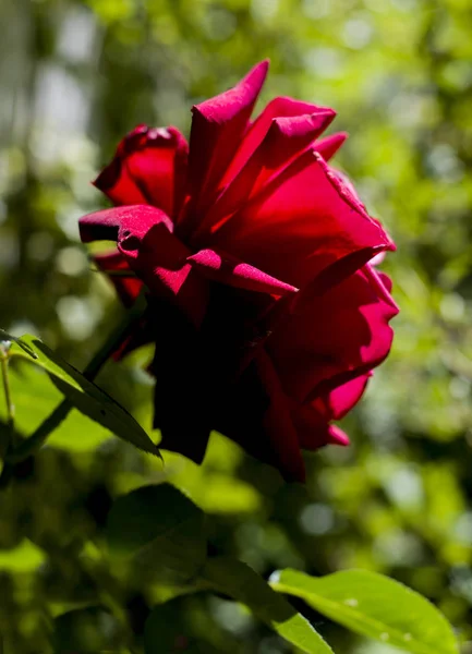 bahçede kadife üzerinde soluyor kırmızı gül