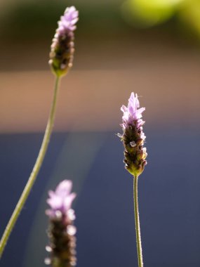 soyut arka plan üzerinde üç lavanta çiçekleri    