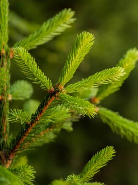 açık havada yeni iğneler ile köknar ağacı dalları       