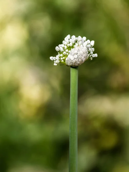 Cipolla Semi Capsule Giardino — Foto Stock