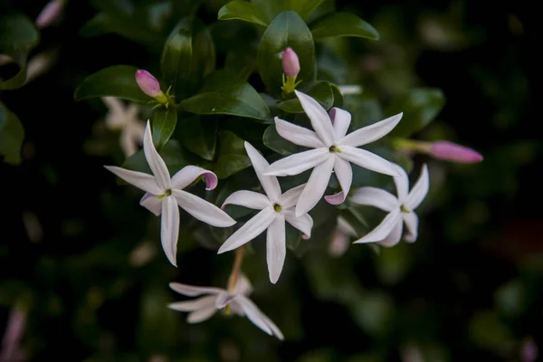 Sternenhimmel Wilder Jasmin Auf Dunklem Hintergrund — Stockfoto