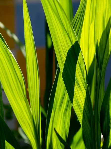 bahçe backlight zarif yeşil yaprakları