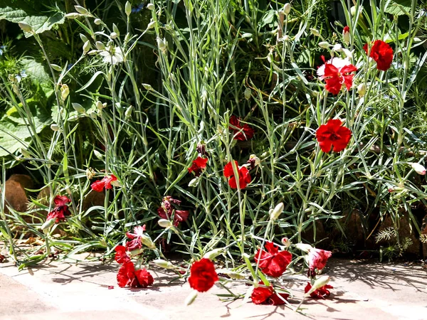 Arbusto Jardín Con Claveles — Foto de Stock