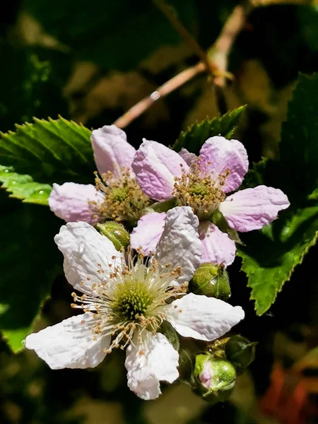 BlackBerry çiçek bahçesinde