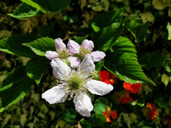 BlackBerry çiçek bahçesinde