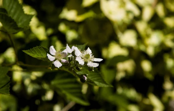 Blackberry Flower Dans Jardin — Photo